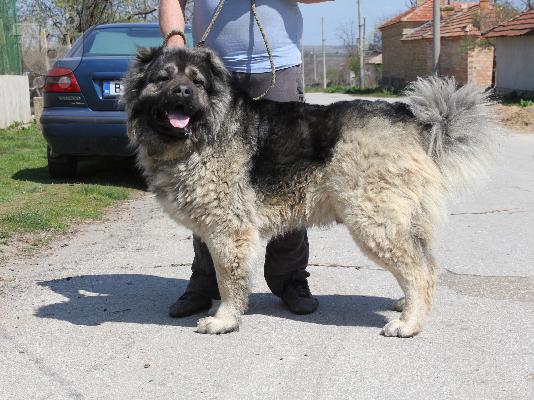  caucasian dog 4 minwn