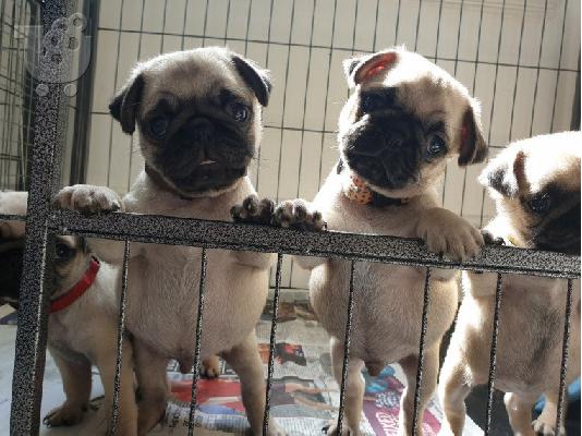 Όμορφα Pug κουτάβια προς πώληση