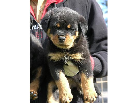 PoulaTo: ROTTWEILER ΚΑΘΑΡΟΑΙΜΑ