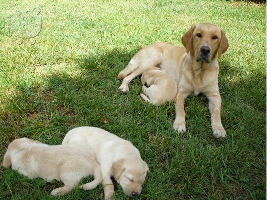 LABRADOR κουταβια