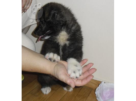 PoulaTo: Akita inu