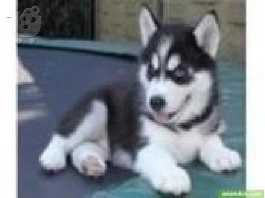 PoulaTo: Σούπερ χαριτωμένο Siberian Husky είναι ακόμα διαθέσιμες