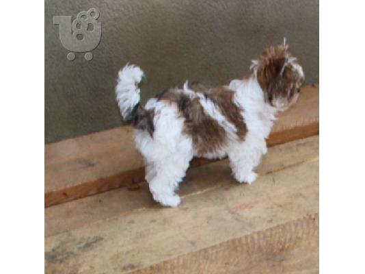 Τα κουτάβια Yorkshire Terrier προς πώληση.