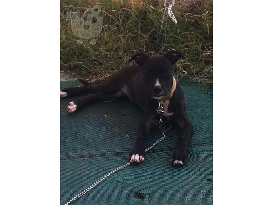 PoulaTo: pitbull πιτμπουλ καθαροαιμο
