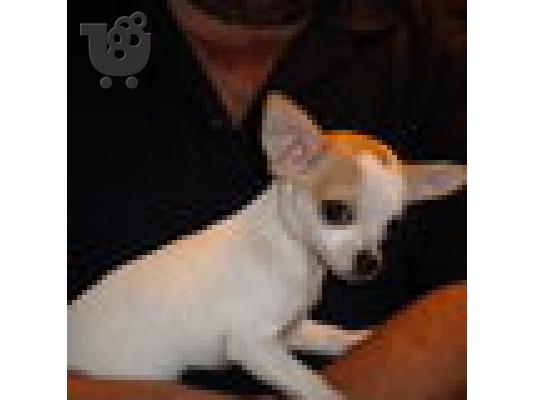 Ένα αξιολάτρευτο κουτάβι chihuahua διαθέσιμα για ένα νέο σπίτι...