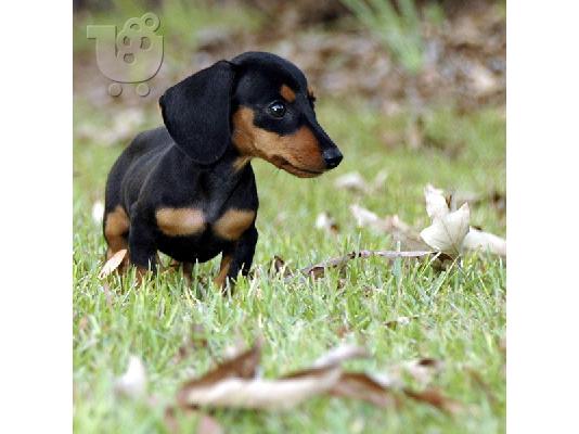 Όμορφα κουτάβια Dachshund
