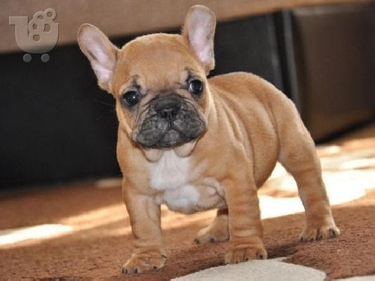 PoulaTo: Γαλλικο μπουλντογκ  / french bulldog