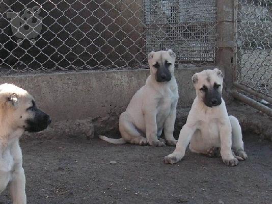 PoulaTo: KANGAL