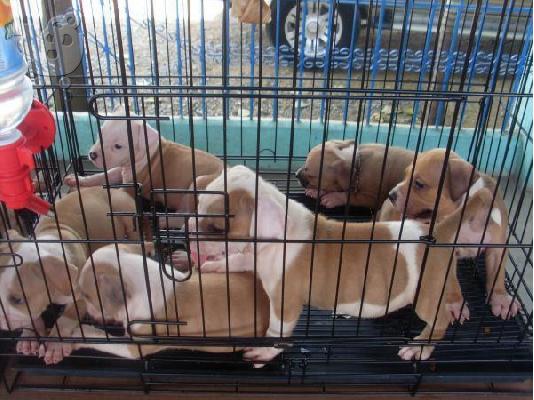 PoulaTo: γλυκό λίγο Pit Bull Terrier κουτάβια προς Πώληση