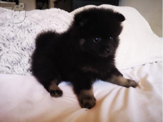 X μάζα τσαγιού Pomeranian κουτάβια