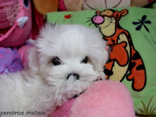 PoulaTo: Ανεκτίμητη γενεαλογία ;Maltese Puppy; έτοιμο για υιοθεσία!