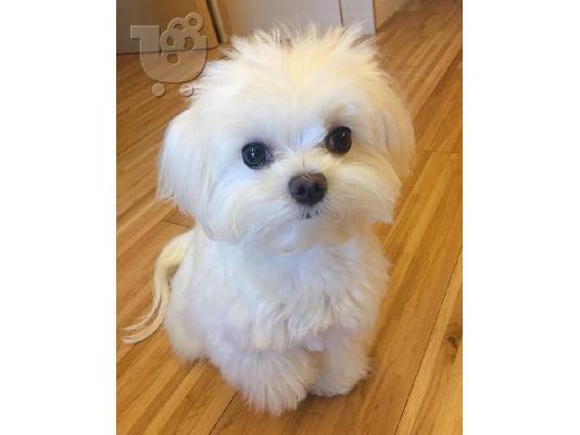 PoulaTo: Maltese Mini