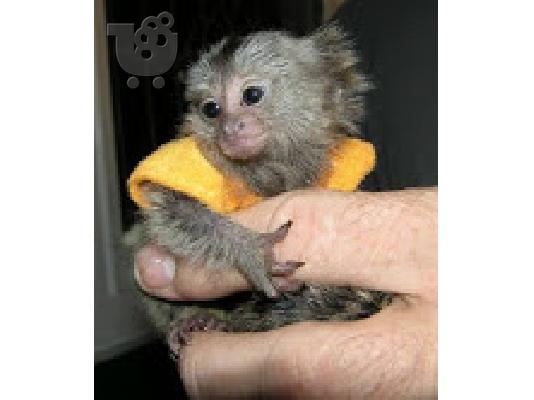 PoulaTo: baby marmoset για 250 €
