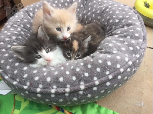 Νορβηγικά δάση X Ragdoll Kittens