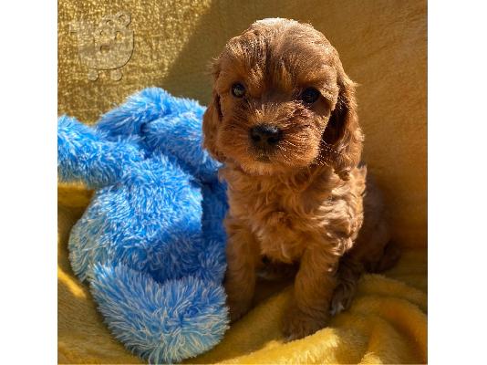 Το υπέροχο cavapoo μας είχε μια γέννα από 6 κόκκινα
