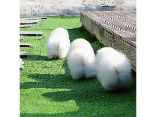 Πολύτιμα κουτάβια Pomeranian
