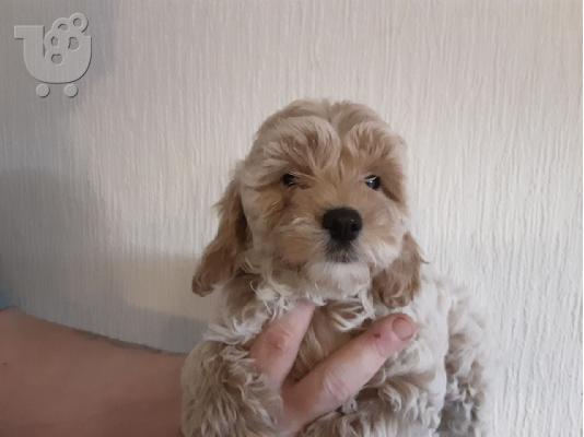 F2 Cockapoo κουτάβια προς πώληση στο Loving Forever Home