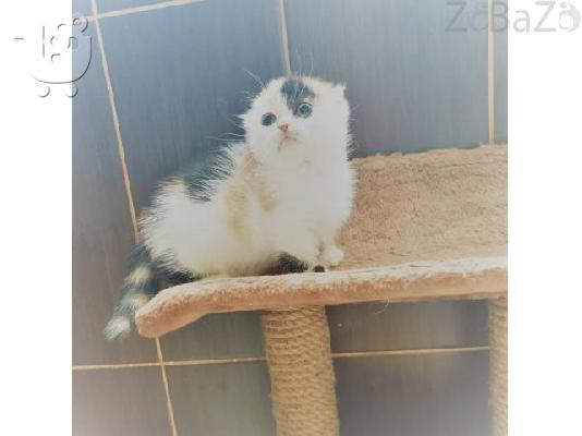 Skotsézika gatákia gia yiothesía