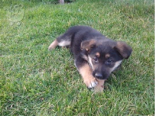 PoulaTo: German Shepherd καθαροαιμα κουταβια ΑΘΗΝΑ 6979314054