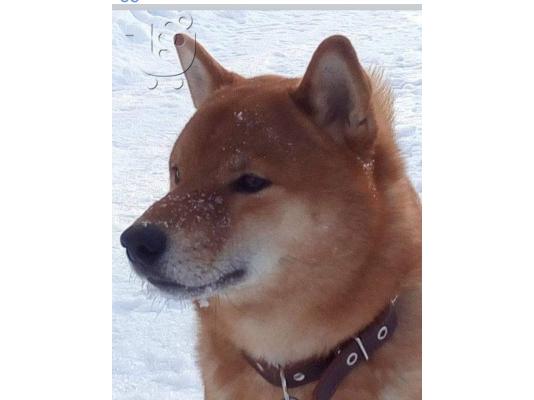 Κουτάβια Shiba inu