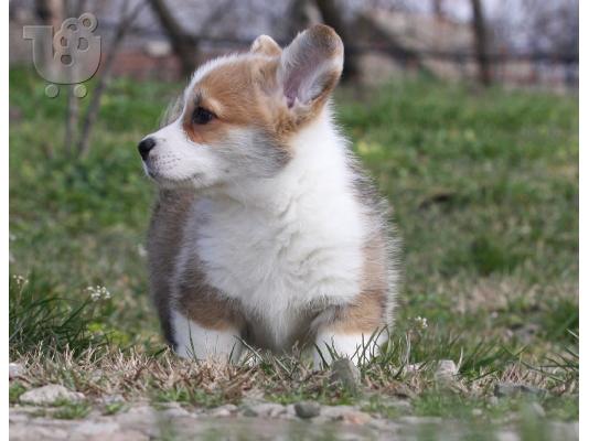 Pembroke Welsh Corgi κουτάβια