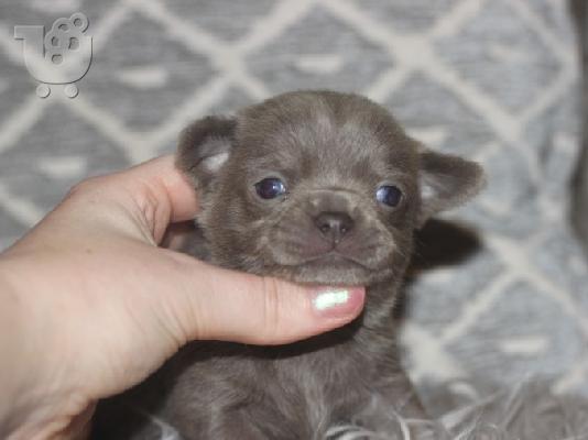 T-Cup Chihuahua