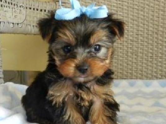 PoulaTo: yorkshire terrier mini pocket