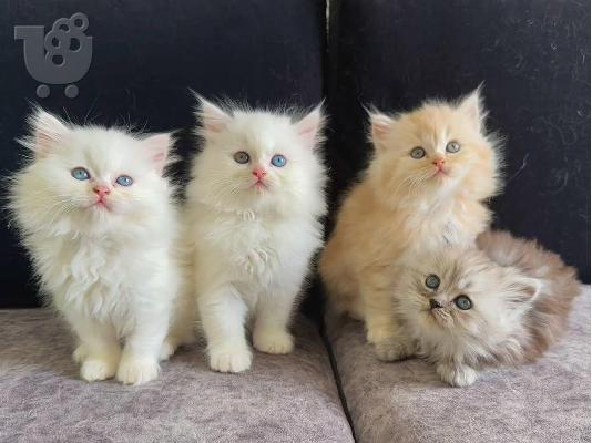 PoulaTo: Ragdoll Kittens προς πώληση Αρσενικό/θηλυκό