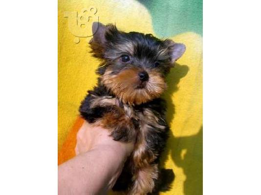 PoulaTo: YORKSHIRE TERRIER