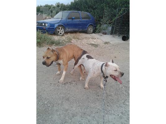 American pitbull