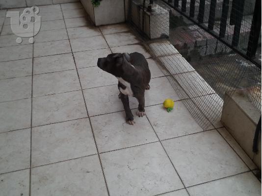 BLUE NOSE PITBULL