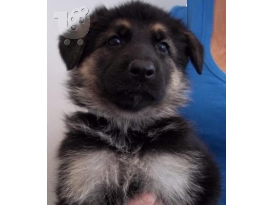 PoulaTo: German Shepherd κουτάβια
