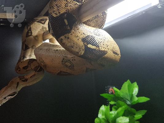 BCI BOA Constrictor