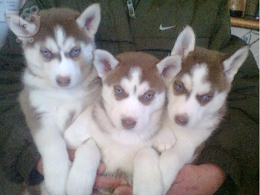 PoulaTo: SIBERIAN HUSKY
