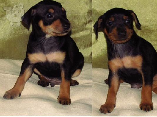 pinscher πώληση