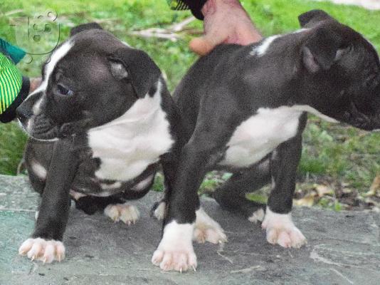 american pit bull