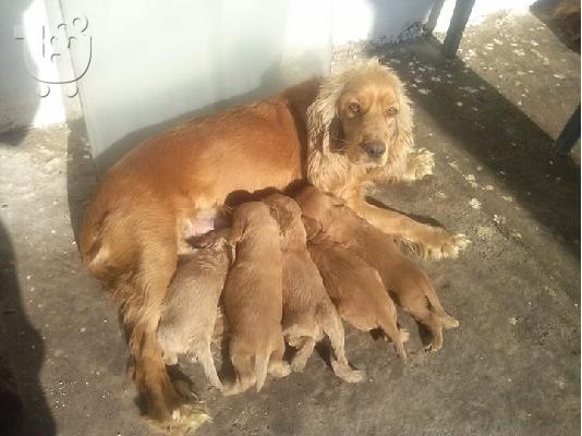 ΔΙΑΘΕΣΙΜΑ ΚΑΘΑΡΟΑΙΜΑ ΚΟΥΤΑΒΙΑ COCKER SPANIEL (KOKER ESPANIEL-ΚΟΚΕΡ ΣΠΑΝΙΕΛ)...