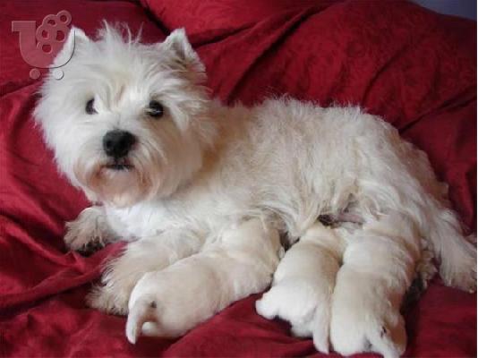 White W.Highlands terrier-Άσπρος Χάϊλαντς τεριέ