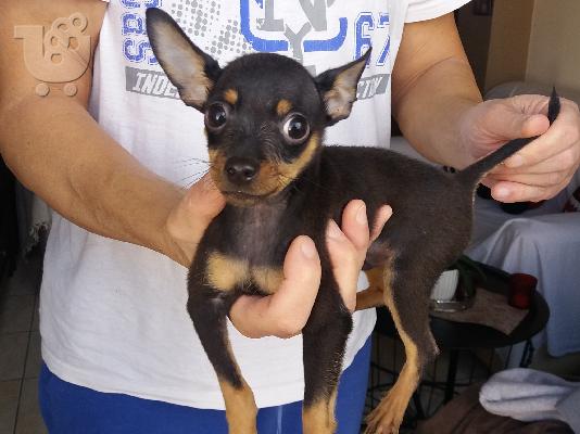 PoulaTo: Pinscher teacup
