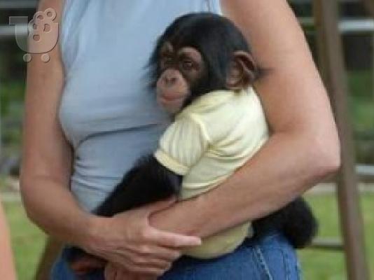 PoulaTo: Υγιεινό μωρό Chimpanzee.