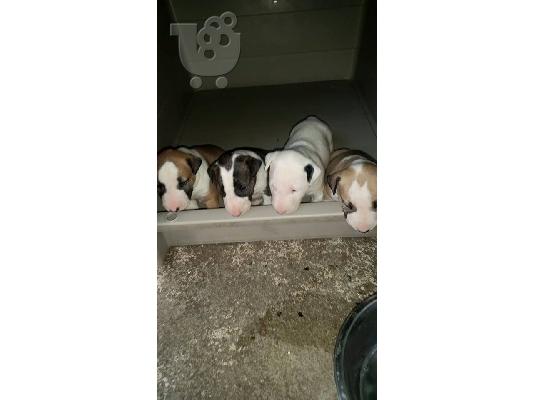 PoulaTo: bullterrier