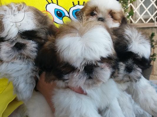 Καθιστικά Ανθούσα Καθιστικά Κήπου Ανθούσα Καθιστικά Εξωτερικού χώρου Ανθούσα Καθιστικά Βερ...