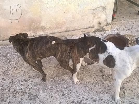 4  θηλυκα american alligator pitbull