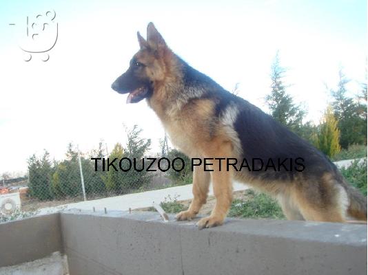 ΚΟΥΤΑΒΙΑ ΓΕΡΜΑΝΙΚΑ ΠΟΙΜΕΝΙΚΑ ΚΑΘΑΡΟΑΙΜΑ