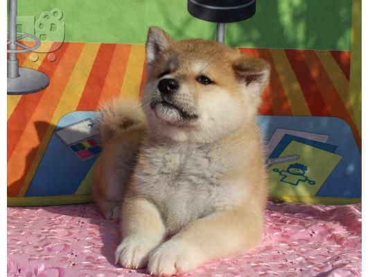 ALASKAN PUPPY MALAMUTE ΓΙΑ ΥΙΟΘΕΤΗΣΗ