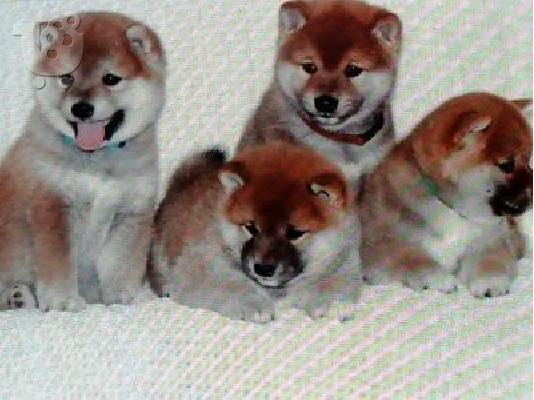 PoulaTo: Κουτάβια Shiba inu