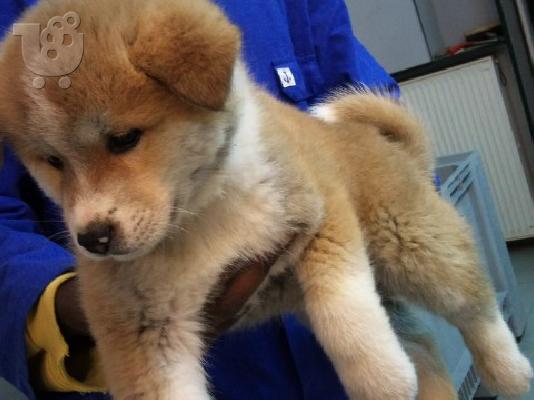 PoulaTo: akita inu