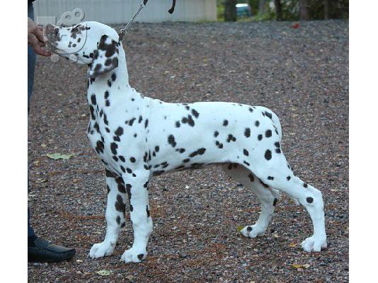 PoulaTo: Dalmatian -Δαλματίας