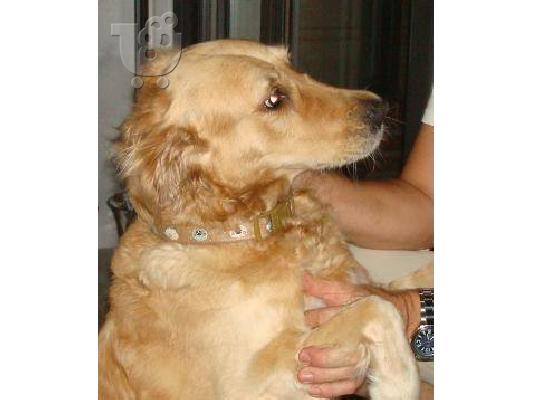 Κουτάβια Golden Retriever Χρυσός Θηραματοφόρος