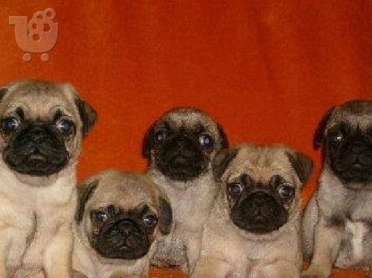 pug